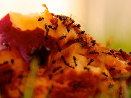 apple_breakfast_ants_day269_day269365_365the2015edition_3652015_26sep15-324771