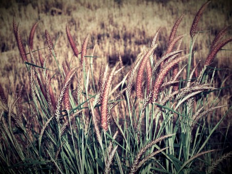 autumn_blur_calm_change_concept_country_countryside_depth-561609