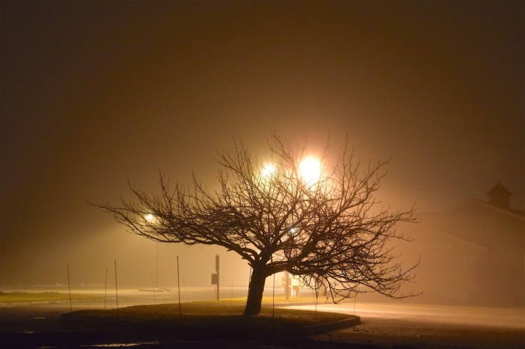 fog_night_tree_light_shadow_silhouette_dark_mist-1187368
