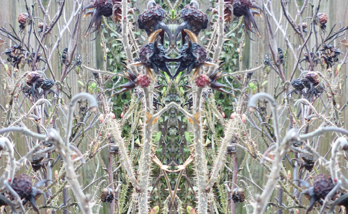 IV Wind Witch of the Seed Pods