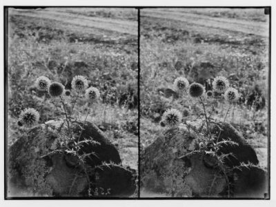 excerpt from “Coolheaded “by Sara&nbsp;Wainscott