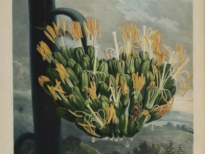 “The River of Ever-unbrightening Bees is Cataclysm-colored” by Jake&nbsp;Syersak