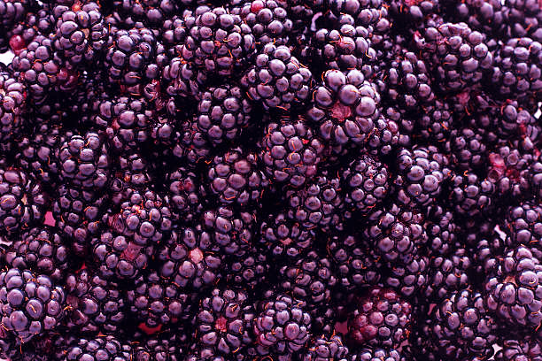 Bright blackberries edited to enhance their purple hue.