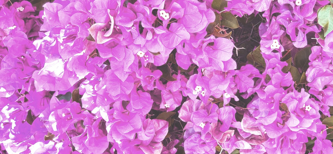 A giant cluster of bougainvillea
