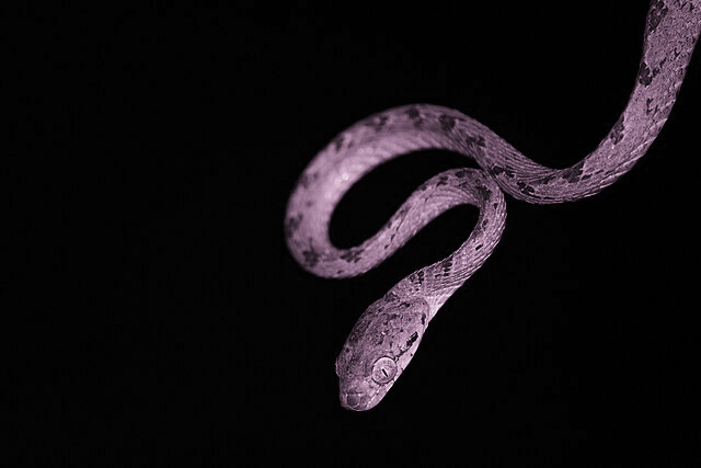 A purple snake coiling in the air against a black background.